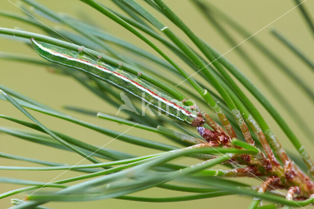 Pine Beauty (Panolis flammea)