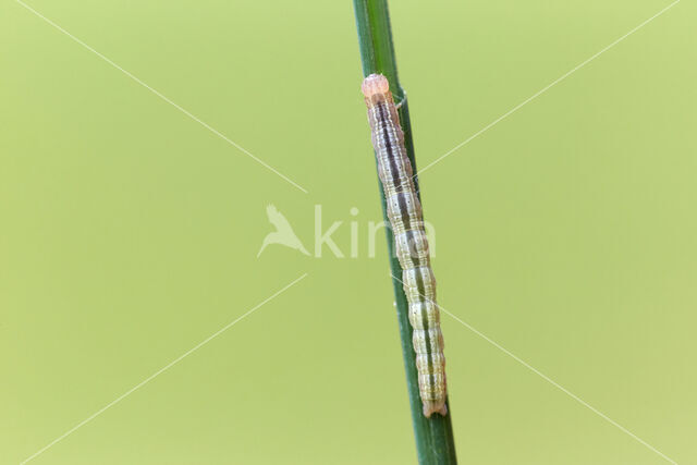 Marbled White Spot (Protodeltote pygarga)