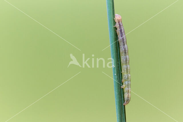 Marbled White Spot (Protodeltote pygarga)