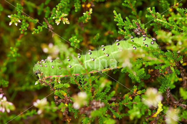 Kleine nachtpauwoog (Saturnia pavonia)