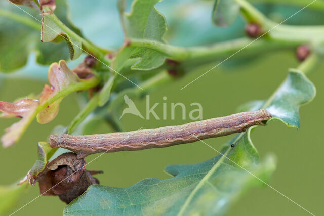 Gewone heispanner (Ematurga atomaria)