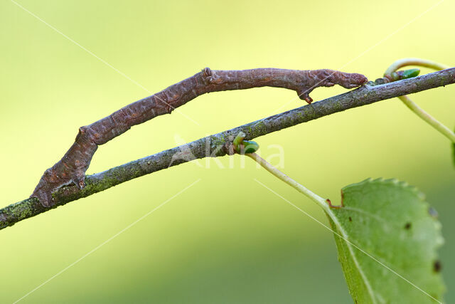 Geelschouderspanner (Ennomos alniaria)