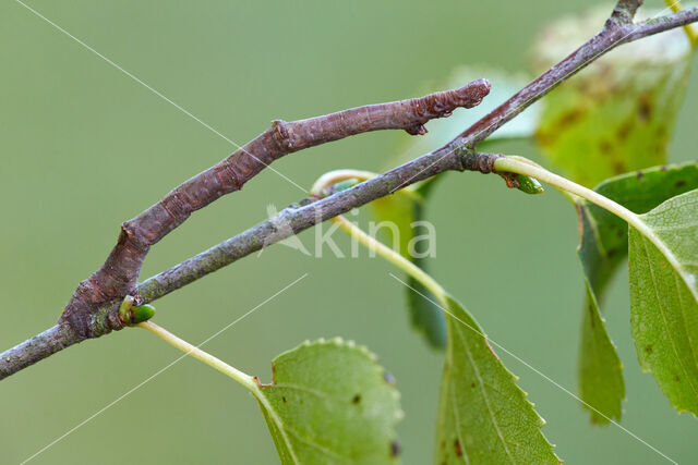 Canary-shouldered Thorn (Ennomos alniaria)