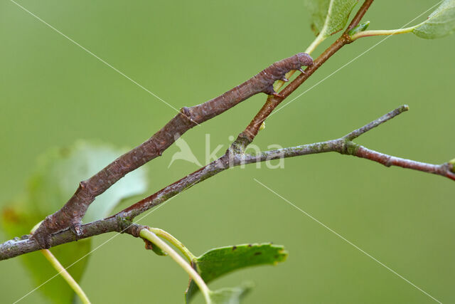 Geelschouderspanner (Ennomos alniaria)