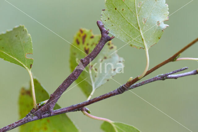 Geelschouderspanner (Ennomos alniaria)