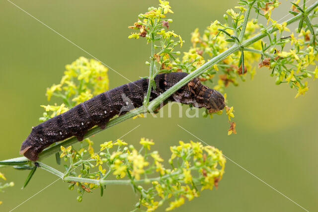 Small Elephant Hawk-moth (Deilephila porcellus)