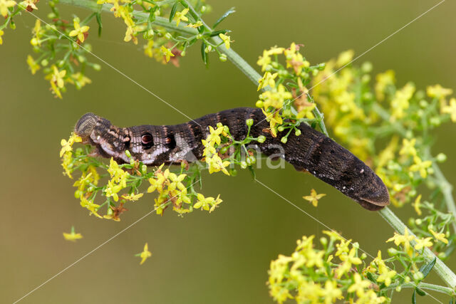 Klein avondrood (Deilephila porcellus)