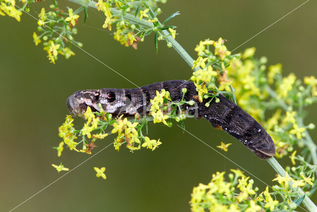 Small Elephant Hawk-moth (Deilephila porcellus)