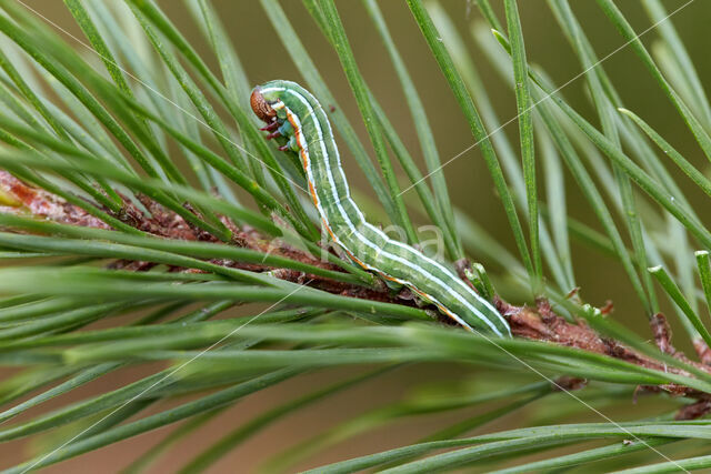 Pine Beauty (Panolis flammea)