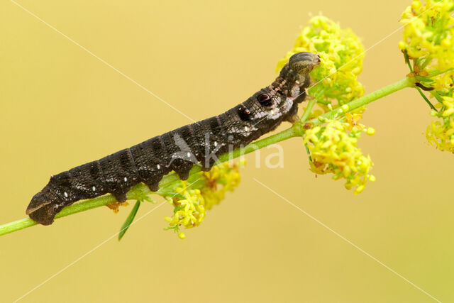 Small Elephant Hawk-moth (Deilephila porcellus)