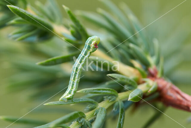 Juniper Carpet (Thera juniperata)
