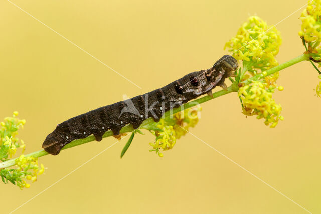 Small Elephant Hawk-moth (Deilephila porcellus)