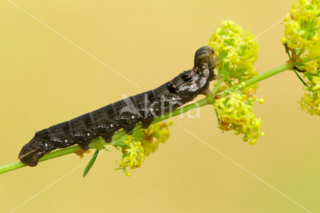 Small Elephant Hawk-moth (Deilephila porcellus)