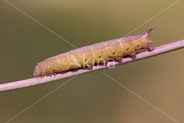 Glasvleugelpijlstaart (Hemaris fuciformis)