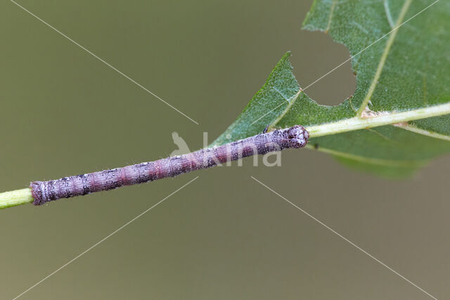 Sharp-angled Peacock (Macaria alternata)