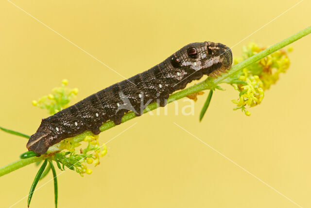 Small Elephant Hawk-moth (Deilephila porcellus)