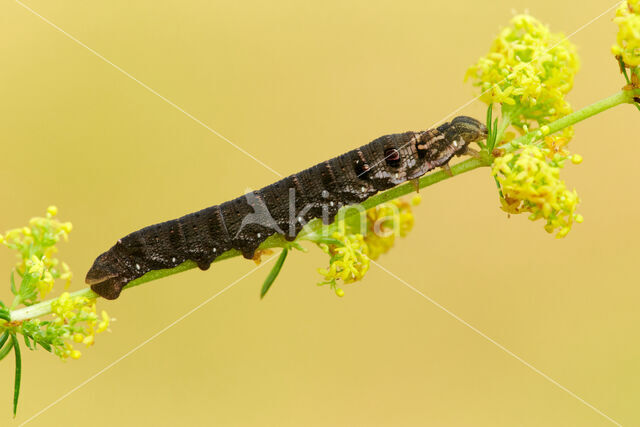 Small Elephant Hawk-moth (Deilephila porcellus)