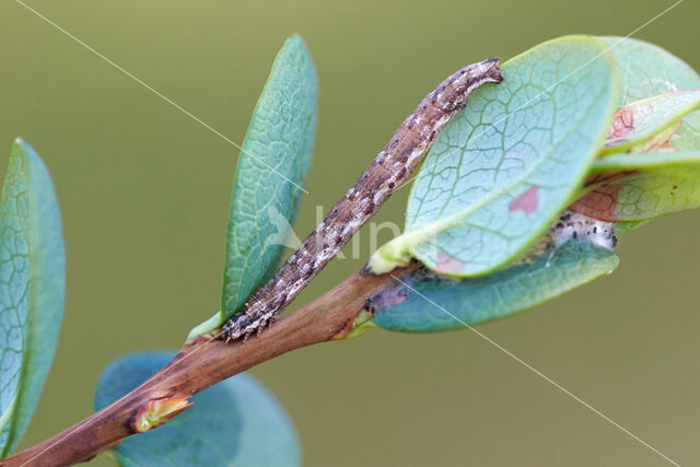 Gewone heispanner (Ematurga atomaria)