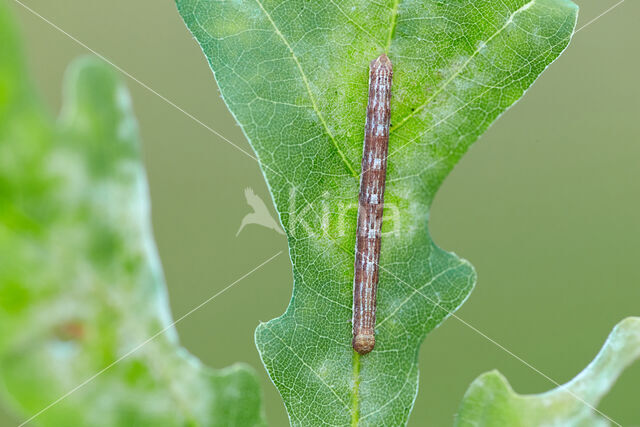 Gewone heispanner (Ematurga atomaria)