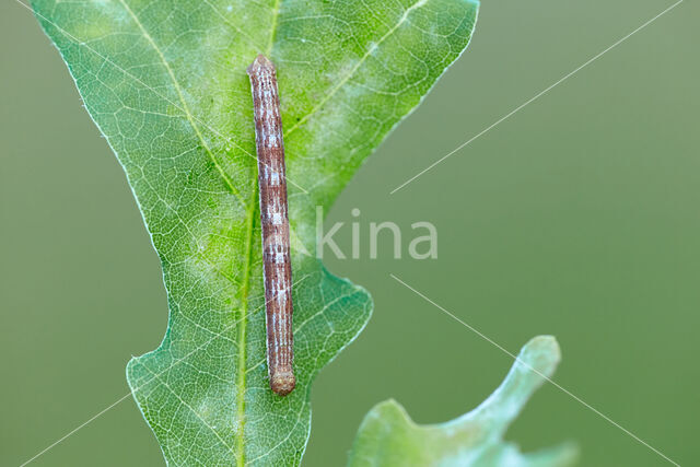 Gewone heispanner (Ematurga atomaria)