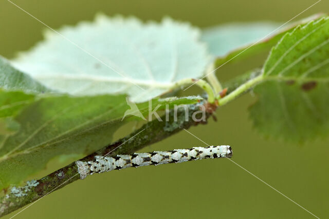 Getande spanner (Odontopera bidentata)