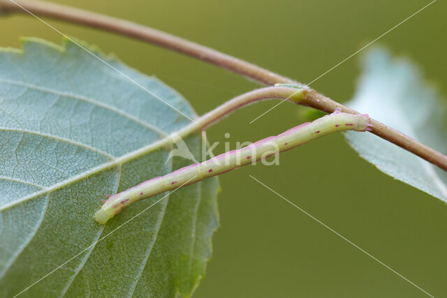 Red-green Carpet (Chloroclysta siterata)