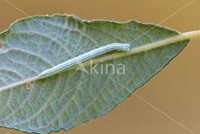 Kleine blokspanner (Pterapherapteryx sexalata)