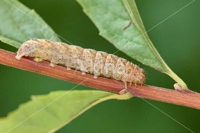 W-uil (Lacanobia thalassina)