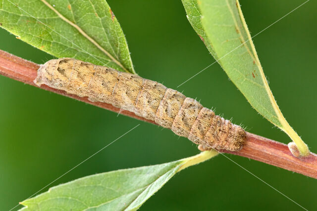 W-uil (Lacanobia thalassina)