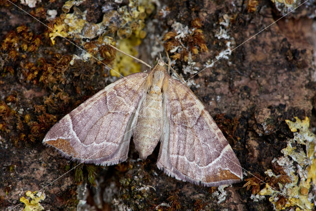 The Chevron (Eulithis testata)