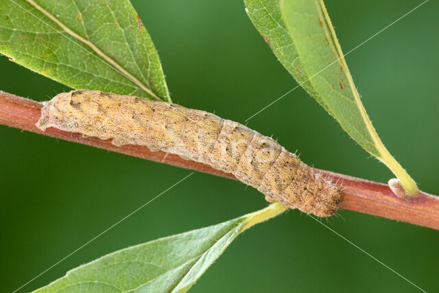 W-uil (Lacanobia thalassina)