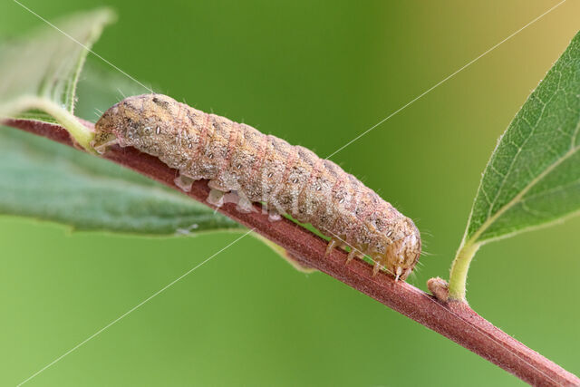 W-uil (Lacanobia thalassina)