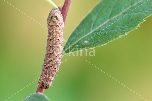 W-uil (Lacanobia thalassina)