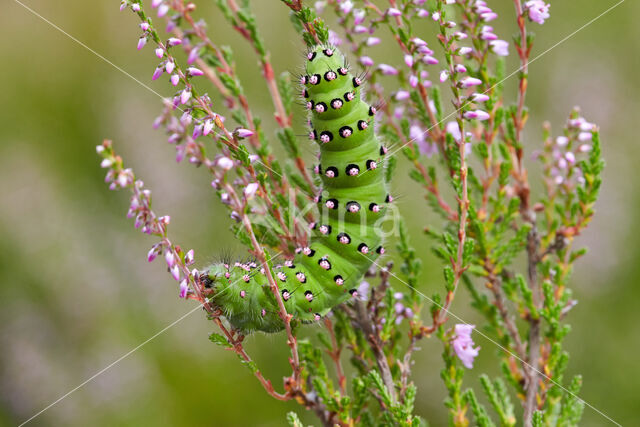 Kleine nachtpauwoog (Saturnia pavonia)