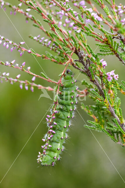 Kleine nachtpauwoog (Saturnia pavonia)