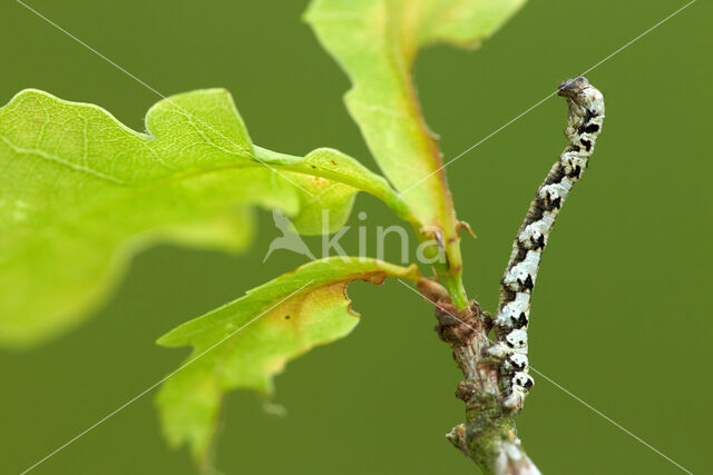 Getande spanner (Odontopera bidentata)