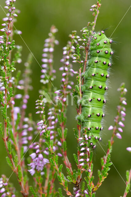 Kleine nachtpauwoog (Saturnia pavonia)