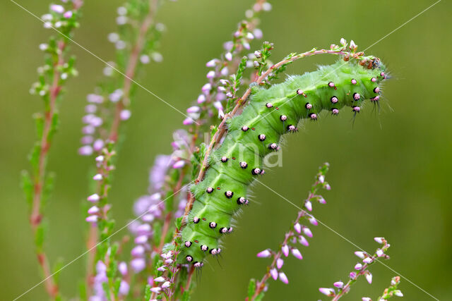 Kleine nachtpauwoog (Saturnia pavonia)