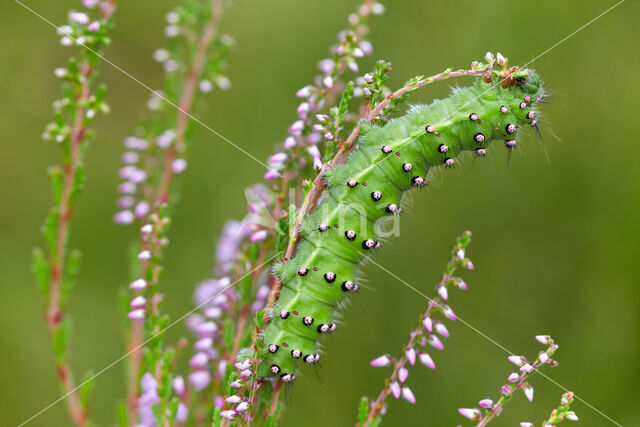 Emperor Moth (Saturnia pavonia)