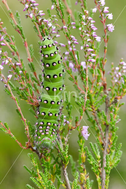 Emperor Moth (Saturnia pavonia)