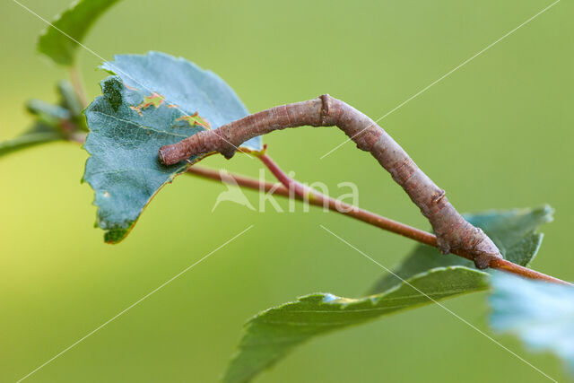 Geelschouderspanner (Ennomos alniaria)