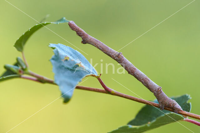 Canary-shouldered Thorn (Ennomos alniaria)