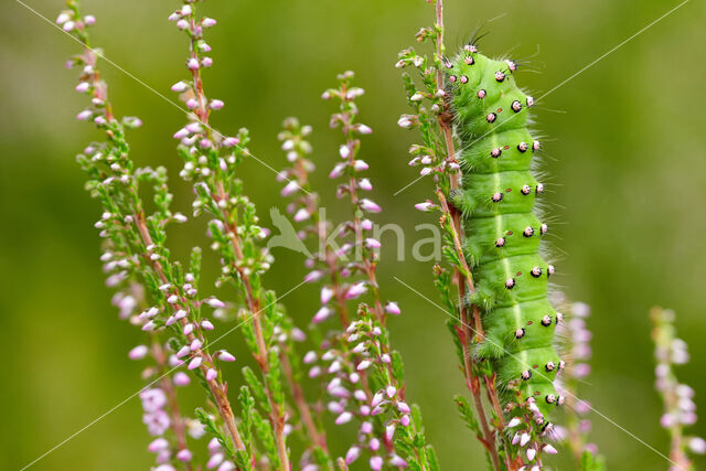 Emperor Moth (Saturnia pavonia)