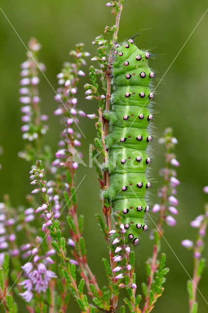 Emperor Moth (Saturnia pavonia)