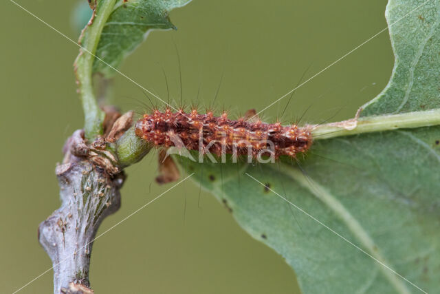 Vroeg visstaartje (Nola confusalis)