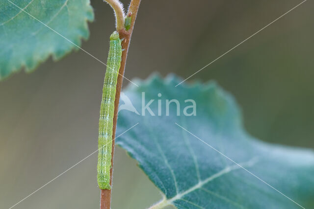 Grey Birch (Aethalura punctulata)