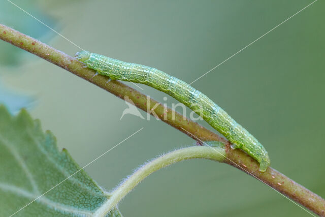 Berkenspikkelspanner (Aethalura punctulata)