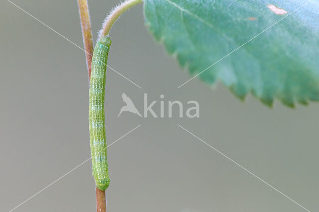 Grey Birch (Aethalura punctulata)