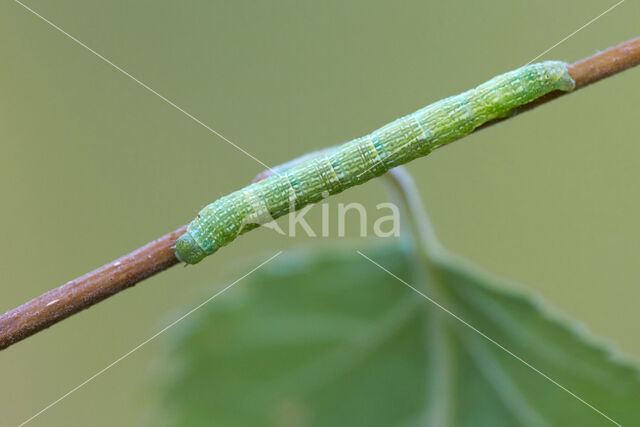 Berkenspikkelspanner (Aethalura punctulata)