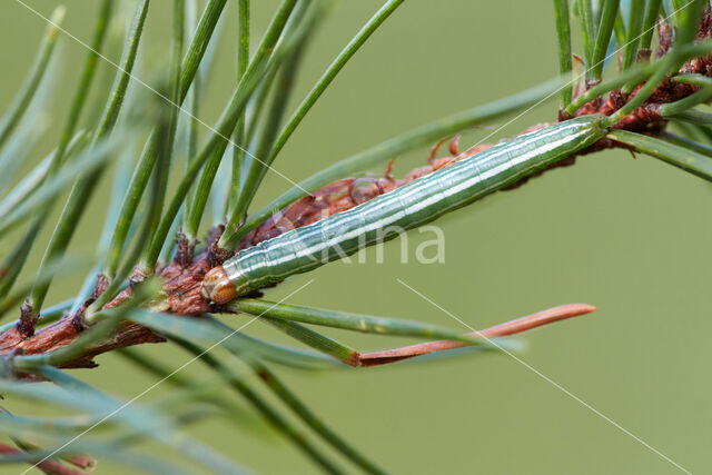 Pine Beauty (Panolis flammea)